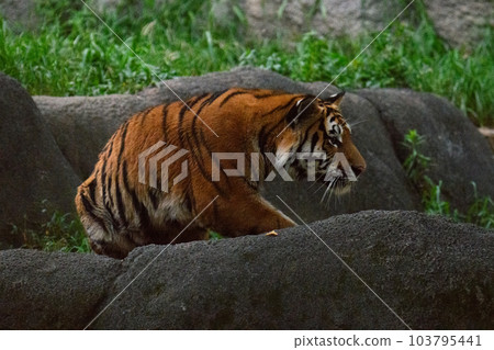 Amur tiger cub in the evening (1.5 years old) Amur tiger cub in the evening (1.5 years old) 103795441
