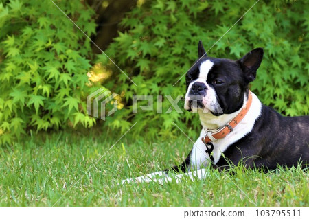 Mighty, the Boston terrier, lies down on the spring green lawn and stares at him cutely♡ 103795511
