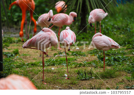 Flock of flamingos resting Flock of flamingos resting 103795557