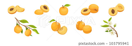 Apricot Ripe Fruit with Sweet Taste Vector Set Apricot Ripe Fruit with Sweet Taste Vector Set 103795941