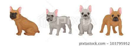 French Bulldog Breed in Different Poses Vector Set French Bulldog Breed in Different Poses Vector Set 103795952