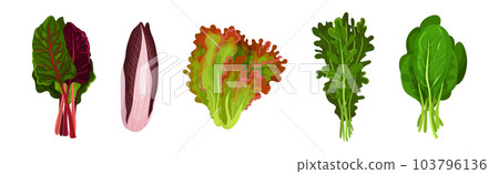 Fresh Green Salad Leaves for Cooking Vector Set Fresh Green Salad Leaves for Cooking Vector Set 103796136