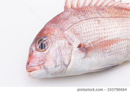 Red sea bream Red sea bream 103796664