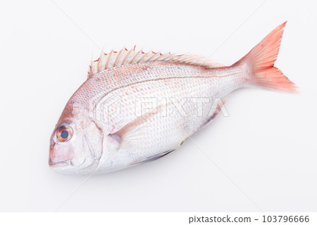 Red sea bream Red sea bream 103796666
