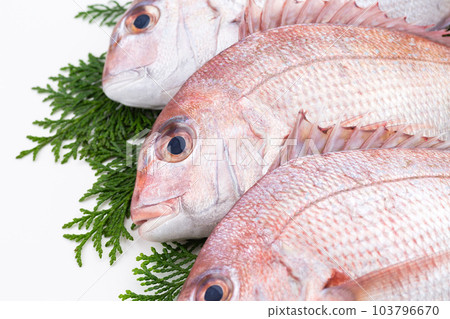 Red sea bream Red sea bream 103796670