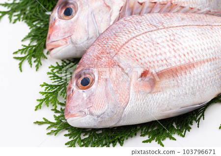 Red sea bream Red sea bream 103796671