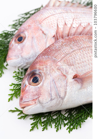 Red sea bream 103796680