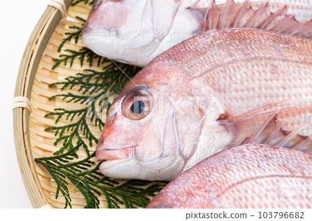 Red sea bream Red sea bream 103796682