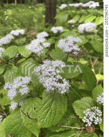 Hydrangea blooming in the hills and fields 103796745