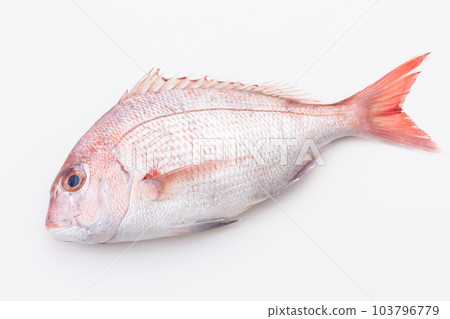 Red sea bream 103796779