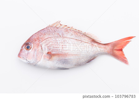 Red sea bream Red sea bream 103796783