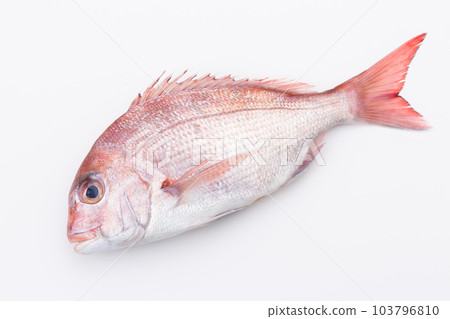 Red sea bream 103796810
