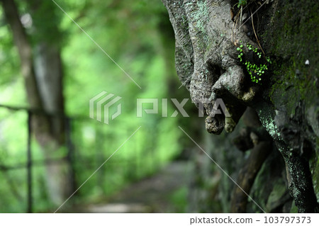 Animal-like tree roots Animal-like tree roots 103797373