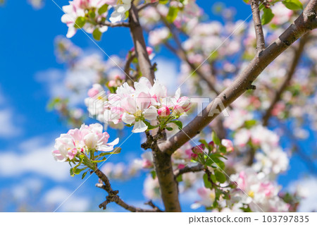 Blossom apple tree. White pink flowers of apple tree variety Bashkirskiy krasavets - Bashkir handsome on blue sky. Flowers a lot. Selective focus, close-up 103797835