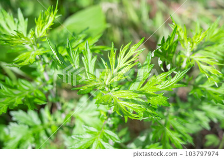 Mugwort leaves 103797974