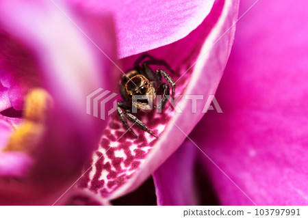 蘭花上的跳蛛 103797991