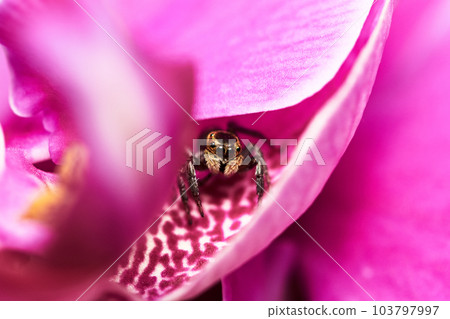 jumping spider on orchid jumping spider on orchid 103797997