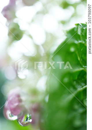 Drops on the hydrangea 103798097