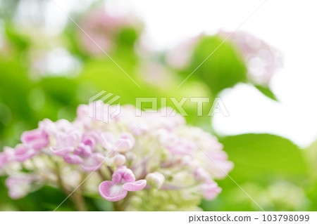 hydrangea hydrangea 103798099