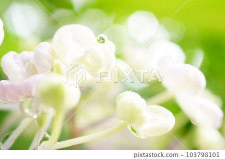 Drops on the hydrangea 103798101
