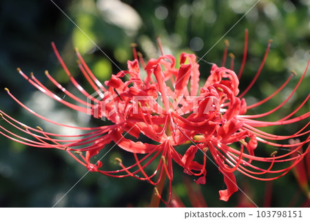 The morning light vividly reflects the cluster amaryllis – 3 103798151