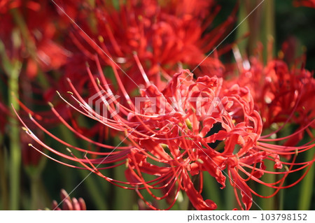 The morning light vividly reflects the cluster amaryllis - 4 103798152