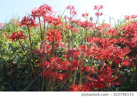 The morning light vividly reflects the cluster amaryllis - Seven 103798155