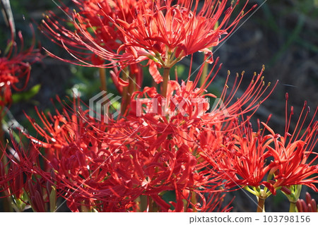 晨光映照叢生孤挺花-八公 103798156