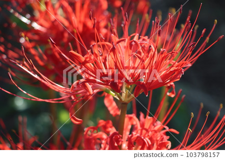 The morning light vividly reflects the cluster amaryllis - 9 The morning light vividly reflects the cluster amaryllis - 9 103798157