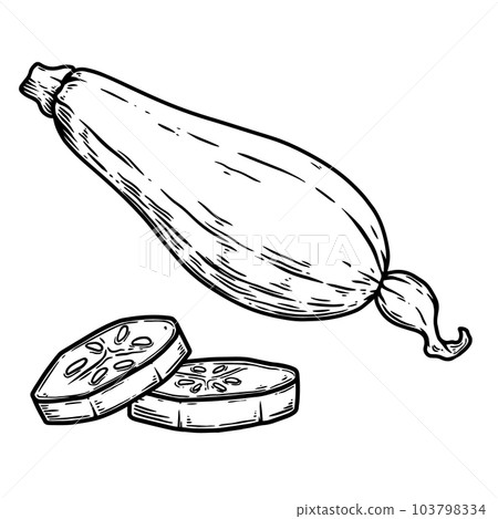 Illustration of squash in engraving style. Design element for poster, card, banner, sign. Vector illustration Illustration of squash in engraving style. Design element for poster, card, banner, sign. Vector illustration 103798334
