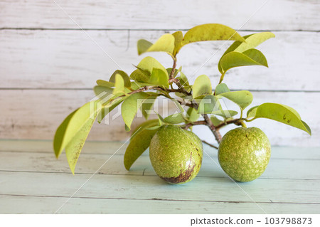 Pound apple (dog number branch) 103798873