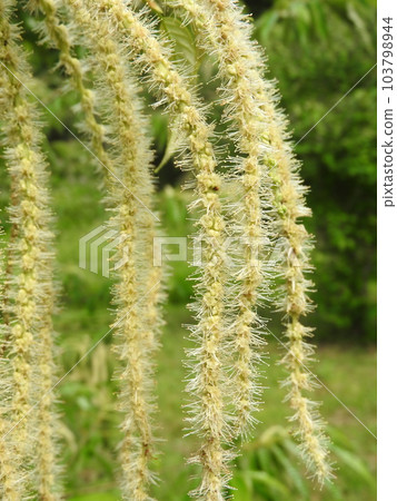 盛開的栗花（雄花） 103798944