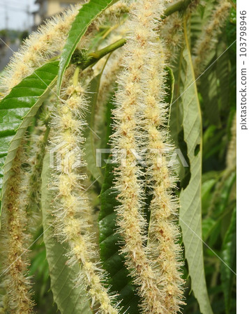 盛開的栗花(雄花) 盛開的栗花(雄花) 103798946