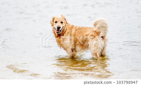 Beautiful golden retriever dog playing on the beach and looking into the camera Beautiful golden retriever dog playing on the beach and looking into the camera 103798947