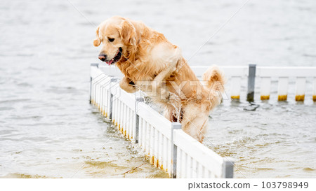 Beautiful golden retriever dog jumping over the barrier in the water on the beach 103798949