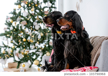 Two setter dogs in Christmas time sitting on sofa with festives tree and lights on background in New Year time at home. Doggy pets in Xmas holidays together Two setter dogs in Christmas time sitting on sofa with festives tree and lights on background in New Year time at home. Doggy pets in Xmas holidays together 103798968