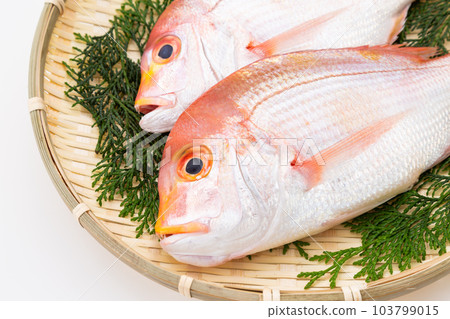 Lenghodai Lenghodai 103799015