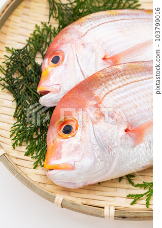 Renkodai Renkodai 103799016