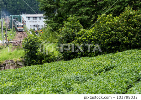 [高山本線]特快飛騨經過白川町的茶園 103799032