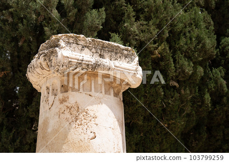 Ancient capital of a column on a cypress tree background 103799259
