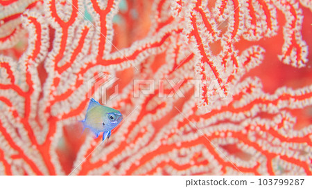 Isobana and damselfish Isobana and damselfish 103799287