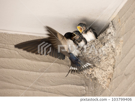 The moment you feed the chicks The moment you feed the chicks 103799406