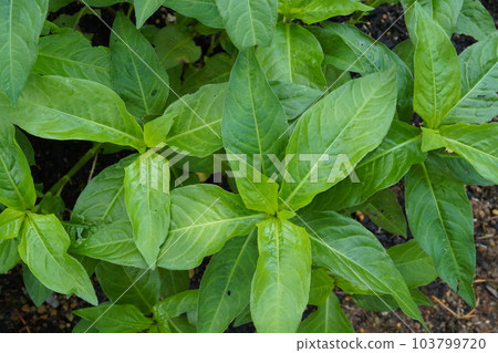 Ai (Ai, indigo, scientific name: Persicaria tinctoria) leaves 103799720