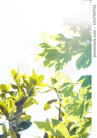 沐浴在明亮陽光下的樹木 老鏡頭 沐浴在明亮陽光下的樹木 老鏡頭 103799792