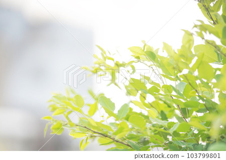 沐浴在明亮陽光下的樹木 老鏡頭 103799801