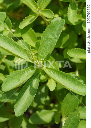 Stevia (Stevia rebaudiana) leaves 103799862