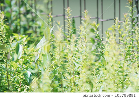 Plants over the fence Old lens 103799891