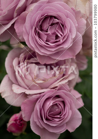 美麗的紫玫瑰 103799980