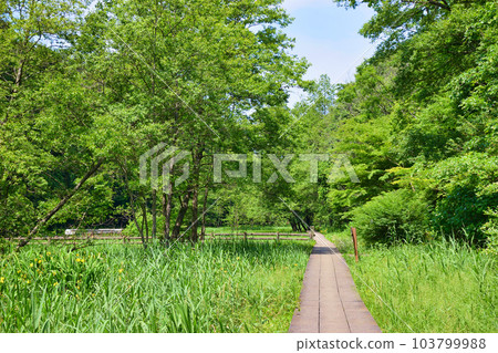 大町公園(大町自然觀察園)千葉縣市川市 大町公園(大町自然觀察園)千葉縣市川市 103799988