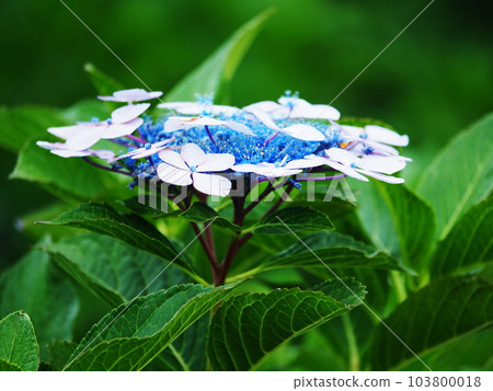  繡球花 103800018